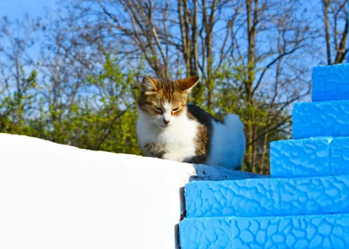 Guest house Casa Epat 3*